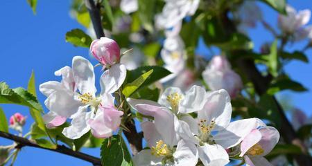 苹果花期与结果（一年四季，苹果生长变化大）