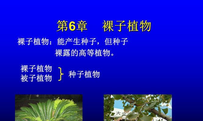 苹果是裸子植物吗？——探究苹果的植物分类（从叶片到果实，一步步探究苹果的植物分类）