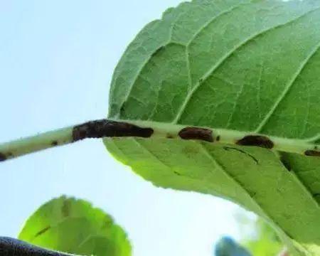 苹果树病虫害防治技术与方法（保护果园，提高产量）