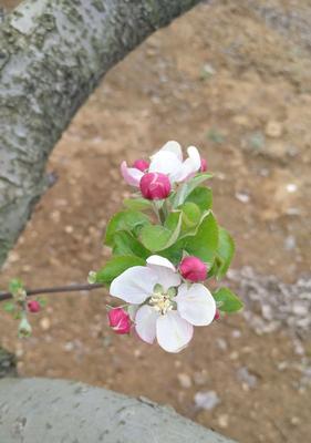 苹果树的开花之美（探秘苹果花的颜色、形态和特点，解析花期与果实的关系）