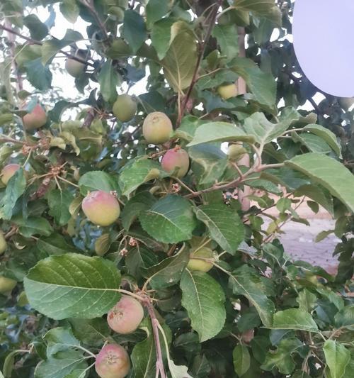 苹果树是植物吗？-探究苹果树的分类和特性（苹果树的分类、生长环境和结构特征，你应该了解的几个关键点）