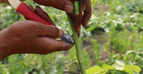 苹果树的剪枝技巧（时间、方法和关键点）