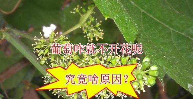 探秘葡萄开花结果的奥秘（揭示葡萄花期与果实丰收的时间表，解读葡萄生长规律）