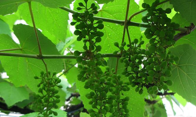 葡萄的开花与结果（探究葡萄开花结果的生物学特性及影响因素）