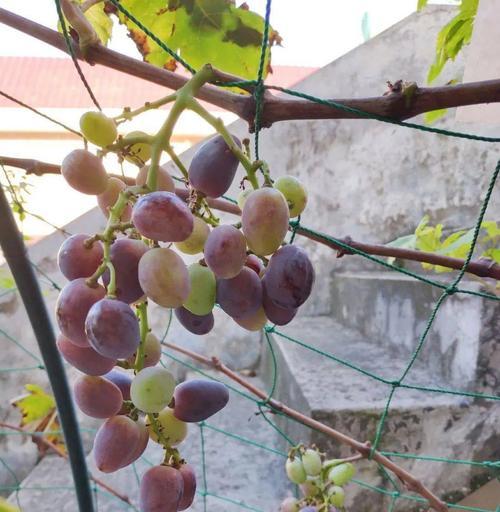 葡萄树不开花的原因与解决方法（从生长环境、病虫害到栽培管理全面解析）