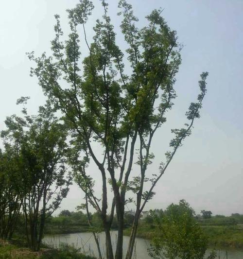 探究朴树是否为裸子植物（朴树的性状和分类特征及发育历史分析）