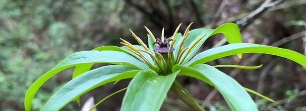 室内养殖七叶一枝花的全攻略（打造花园般的室内环境，提供优质养护技巧，让七叶一枝花盛放绽放）