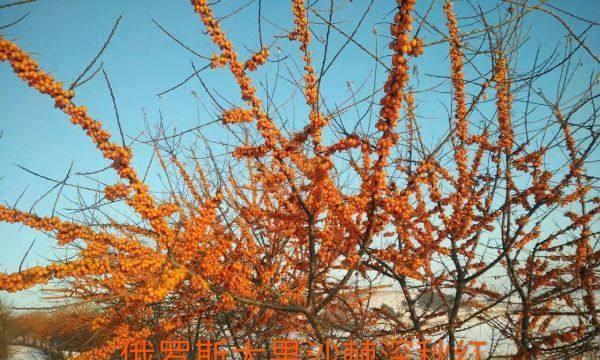 沙棘树苗的种植适合哪些地方？（选对地方，让沙棘树苗健康成长）