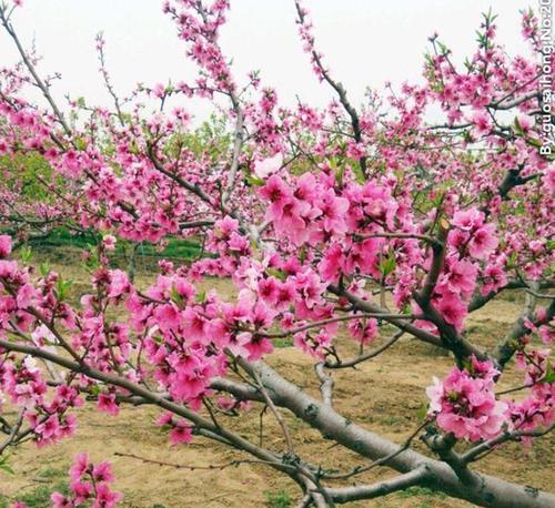 探究桃树开花结果时间（观察桃花生长变化，掌握合适果实采收时间）