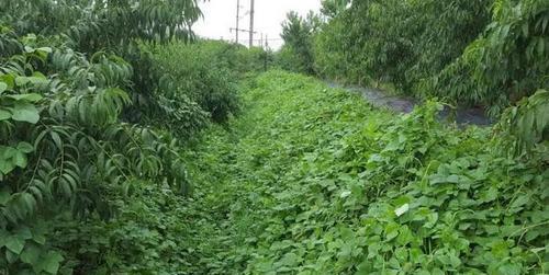 种植适宜的土壤条件是成功种植桃树的基础（桃树适宜土壤的类型和特点、如何调节土壤、施肥技巧等）