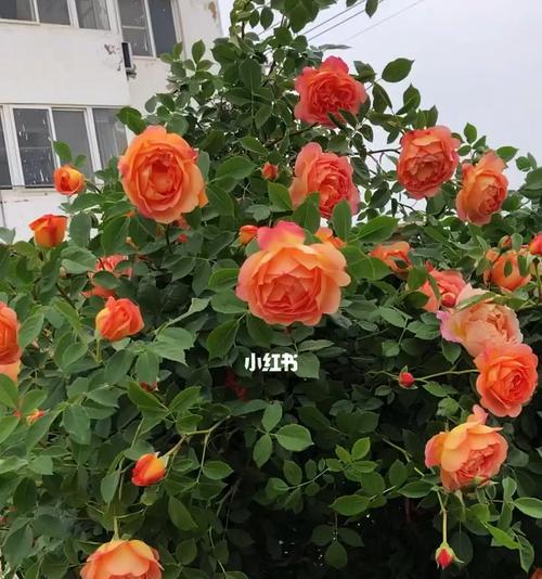 藤本月季花期详解（一年开几次花，花期月份与时间）