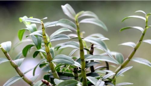 铁皮石斛开花后的处理方法（保护植株，利用花朵）