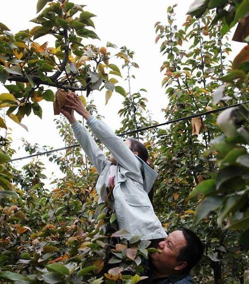 掌握鸭梨成熟期，合理采摘果实