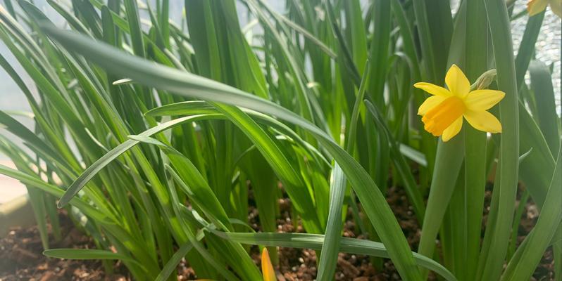 洋水仙种植和生长全攻略（时间选择、生长周期、养护技巧及繁殖方法等）