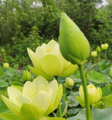 阳台种植莲藕，助你拥有自己的水产菜园（时间、方法、注意事项一网打尽）