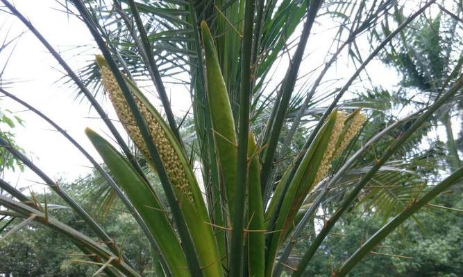 椰子的生物学分类学特征（探究椰子是否为单子叶植物）