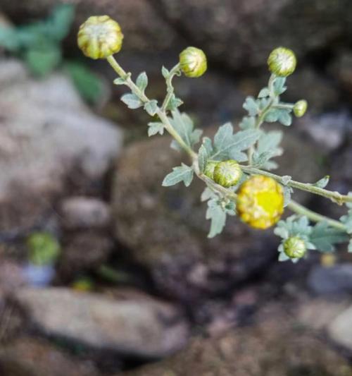 野菊花的生长规律（探究野菊花一年开几次花）