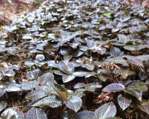 探秘野生金线莲生长环境及条件（从土壤到气候，探究金线莲生长的关键因素）