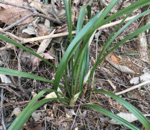 野生兰花的保护与管理（探索兰花的生长环境及保护措施）