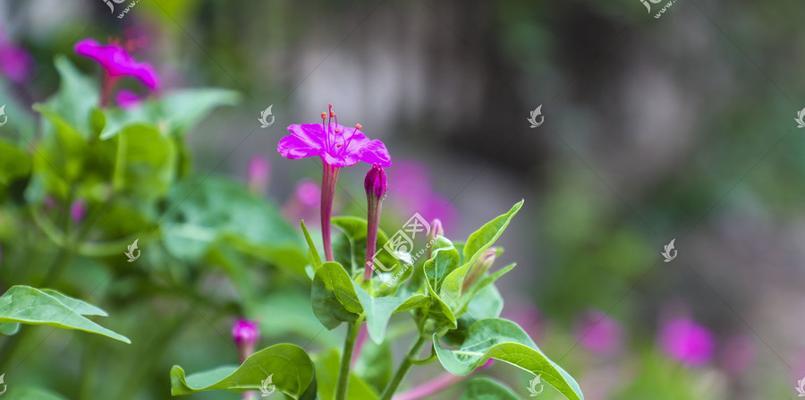 揭开夜来香的真面目（探究夜来香的植物学特征与生长环境）