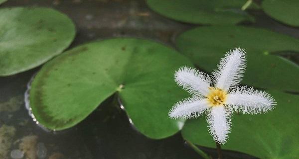 一叶莲花谢了怎么办（教你如何处理一叶莲花的萎谢）