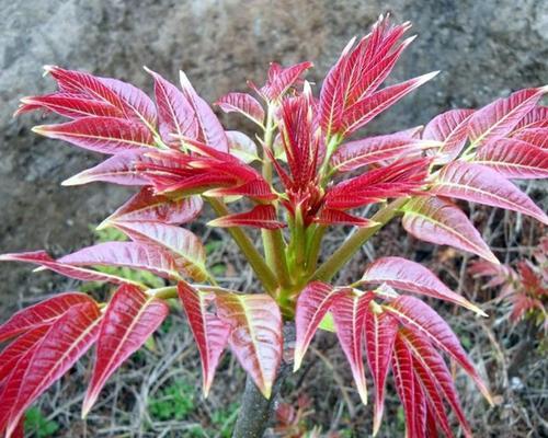 香椿树的盆栽种植技巧（如何在家中种植健康的香椿树）