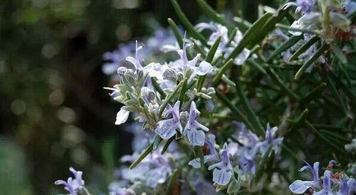 迷迭香开花了吗？（了解迷迭香的花朵样子与特性）