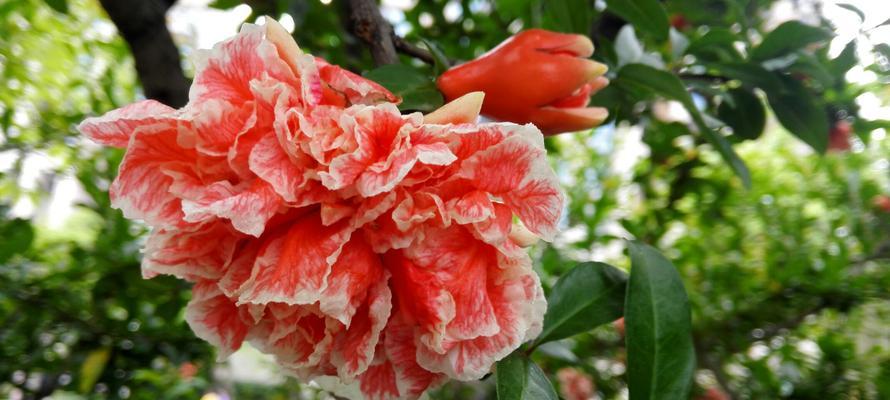 石榴花的美丽与神秘（揭开石榴花的神秘面纱，探索其独特之美）