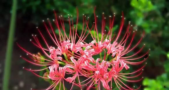 探究彼岸花的象征寓意（透过花语解读彼岸花的美丽与悲哀）