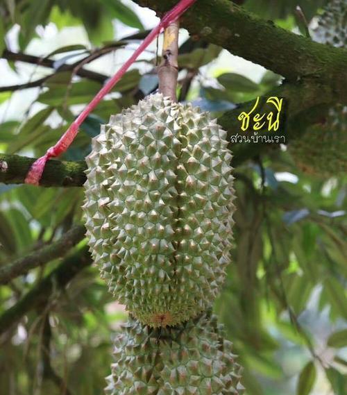 榴莲花开花结果时间详解（了解榴莲开花结果的关键时间节点）