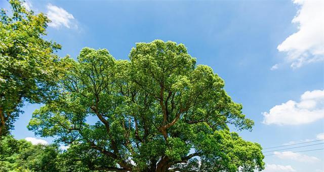 探寻香樟树的文化魅力（揭秘哪个市的市树是香樟树，这种树为何深受人们喜爱？）