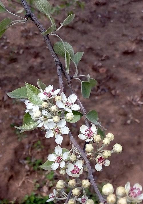 山楂的开花结果过程及特点（了解山楂花期，掌握果实成熟时间）