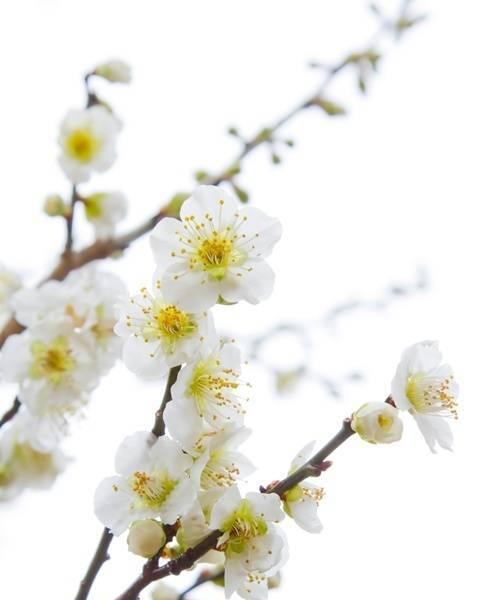 向日葵的花语及寓意（向日葵的花语及寓意）