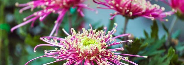 菊花的美丽之旅（探寻菊花的样子和特点）