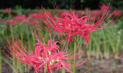 探寻彼岸花的生长之地（神秘之花的栖息地及种植技巧）