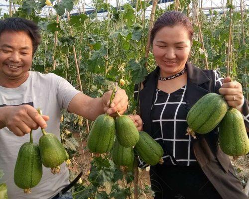 苹果种子的种植方法（从采摘到发芽，全面了解苹果种子的种植方法）