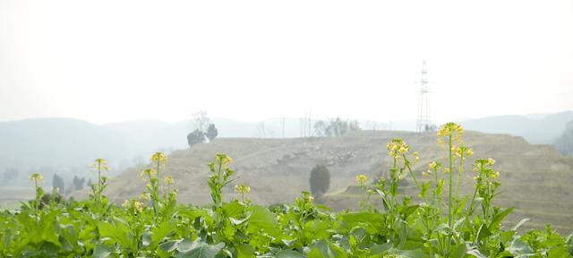 油菜花的生长环境及生长地方条件（寻找最适合油菜花生长的地方）