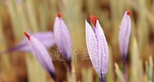 藏红花——多年生草本植物的生长特点（探究藏红花的生命力和生长周期）