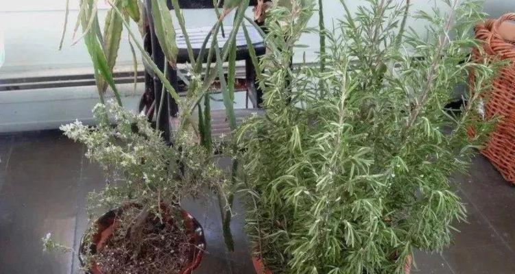 打造翠绿芬芳的香草花园（如何种植和养护香草）