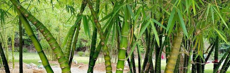 北方竹子种植的最佳时间（掌握时机，打造绿色生态园林）