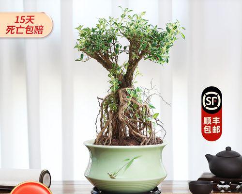 喜阳耐寒植物大全（探寻适合北方的绿色植物世界）