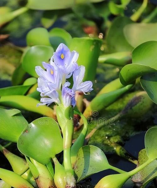 水葫芦不是蕨类植物（揭开水葫芦的真正身份）