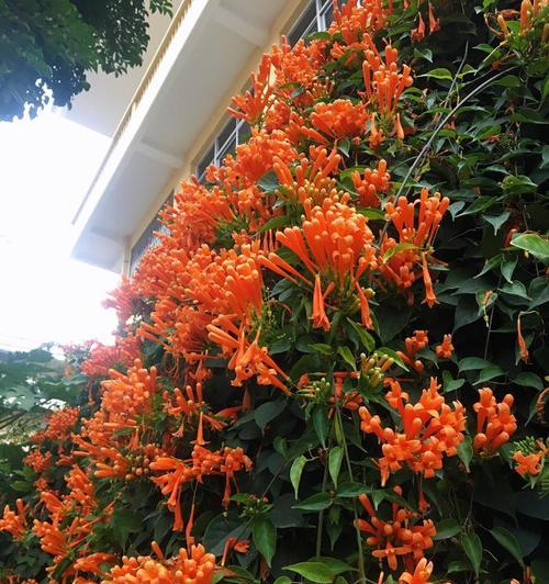 炮仗花不是常绿植物（与常绿植物的区别和生长习性）