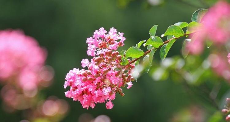 长沙市花——桂花（传承千年的芬芳之源）