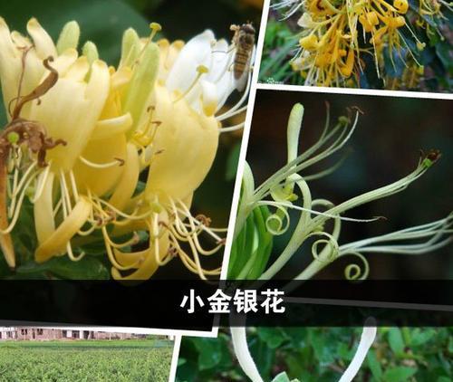 金银花——一朵妍华无双的奇花（金银花的种类、形态、生长环境、药用价值、养护方法等全面解析）