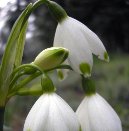 百合块茎繁殖与种植大全（实用技巧、步骤详解，让你拥有花开满园的美好）