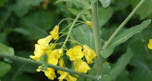 油菜——黄花美味的食材（了解油菜的特点及应用）