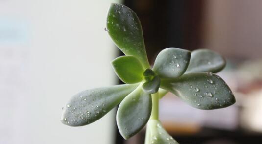 猫眼花的毒性和养护注意事项