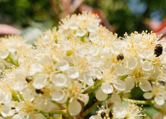 石楠花的花期是什么时候？（了解石楠花的花期，领略四季风情）