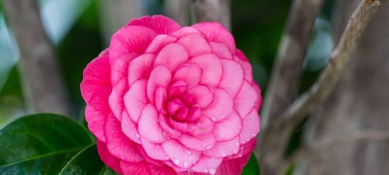 茶花开花温度的影响（从温度范围、地理环境和栽培技巧三方面探究茶花开花的温度要求）